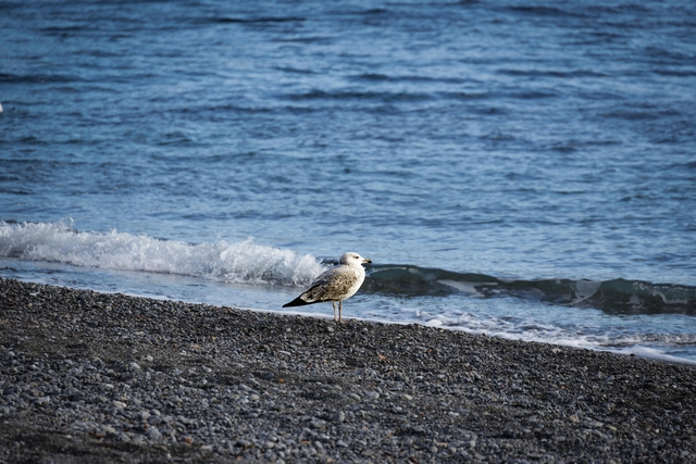 太平洋の海岸にカモメガ１羽